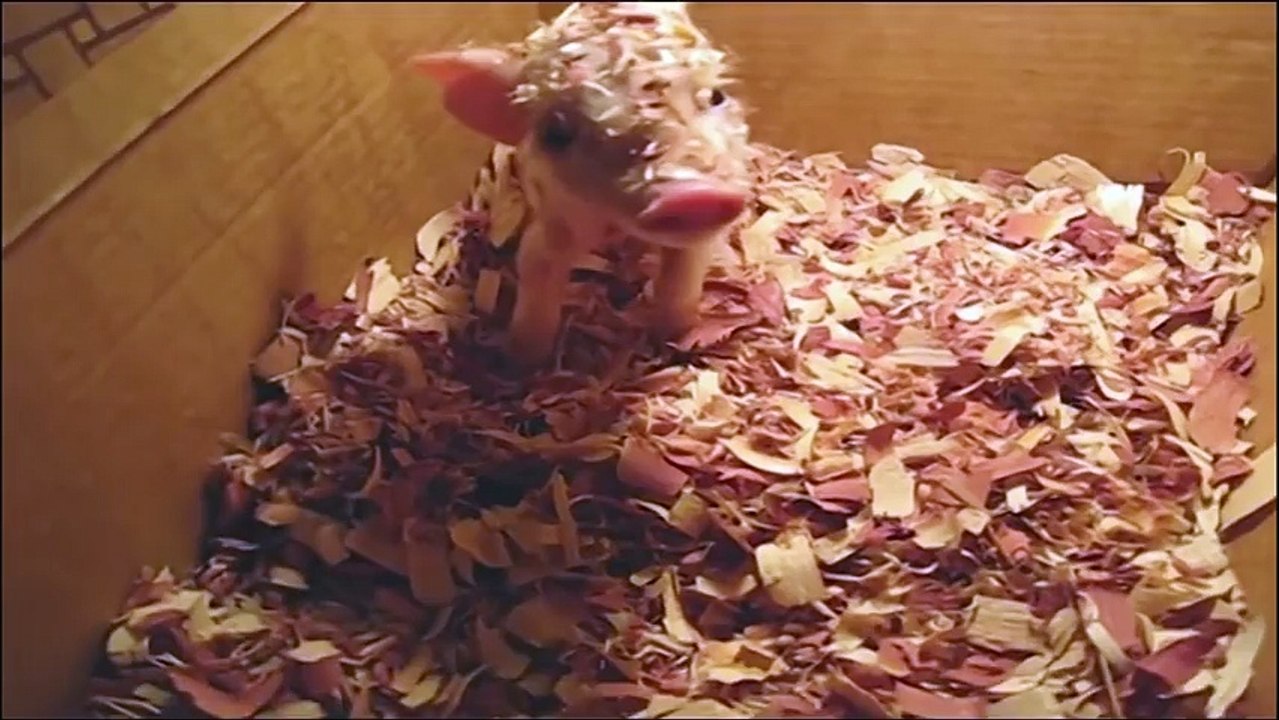 Animal's pranks