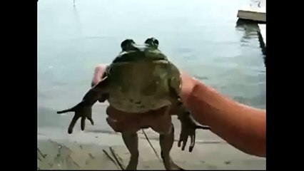 Jouer la Marche Impériale avec un crapaud et YouTube