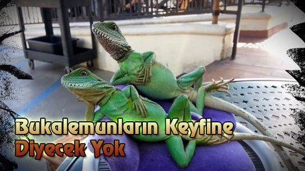 Keyif Yapan Bukalemunlar