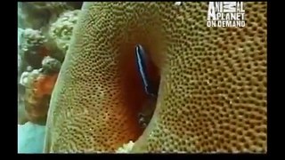 GREAT BARRACUDA ATTACK [Animal Nature Documentary]