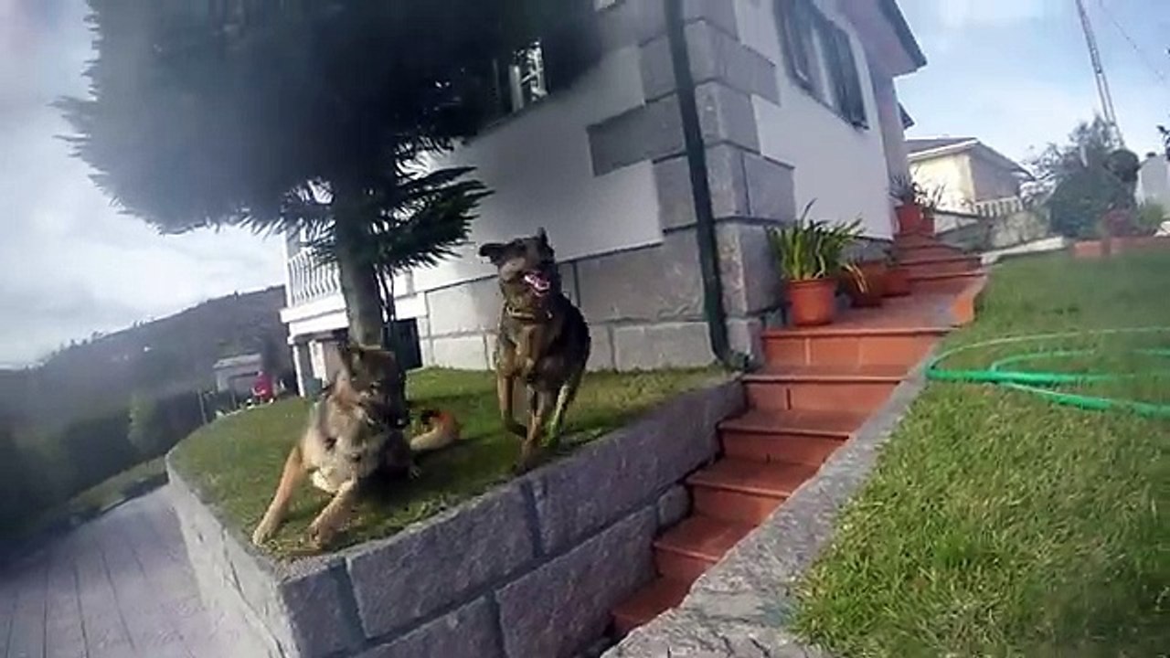 German_Shepherd_great_leap_slow_motion