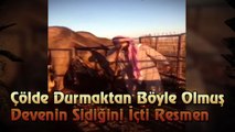 Çölde Kalmaktan Deve Sidiği İçecek Hale Gelmiş Bedevi