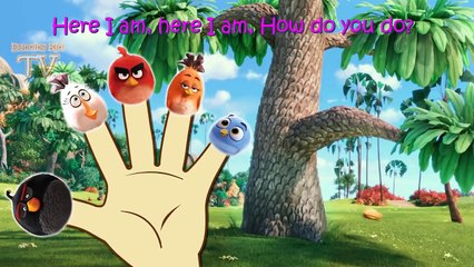 Angry Birds 3D Finger Family / Nursery Rhymes