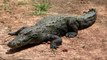 Los Cocodrilos Mas Grandes Y Peligrosos Del Mundo | Animales | World Largest Crocodile In The World