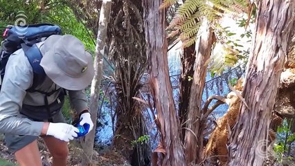 Wasp eradication programme trialled in Abel Tasman׃ RNZ Checkpoint