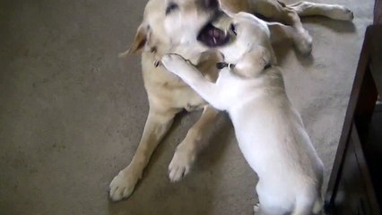 Colorado's Finest Kennels and Ranch 5th Generation