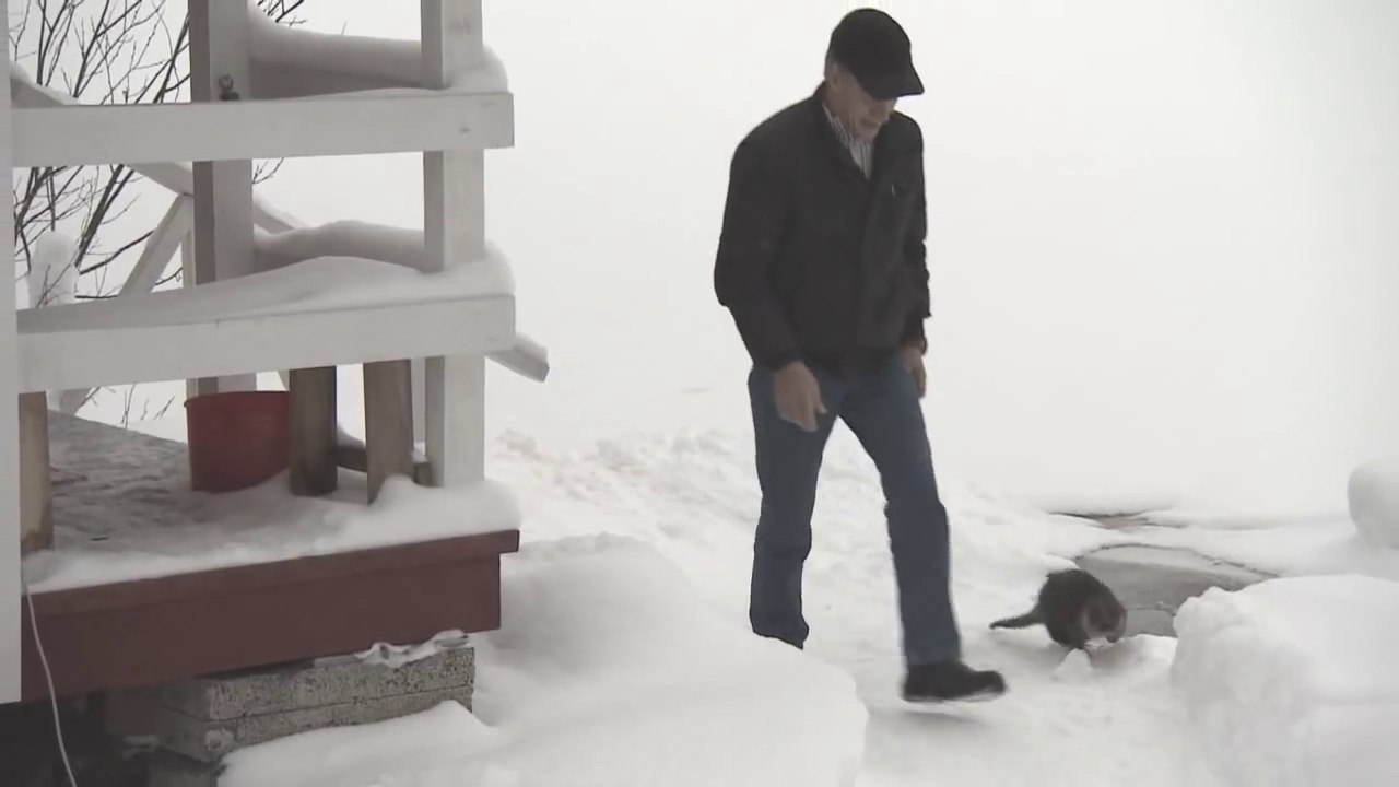 Un homme a apprivoisé une loutre sauvage. Adorable