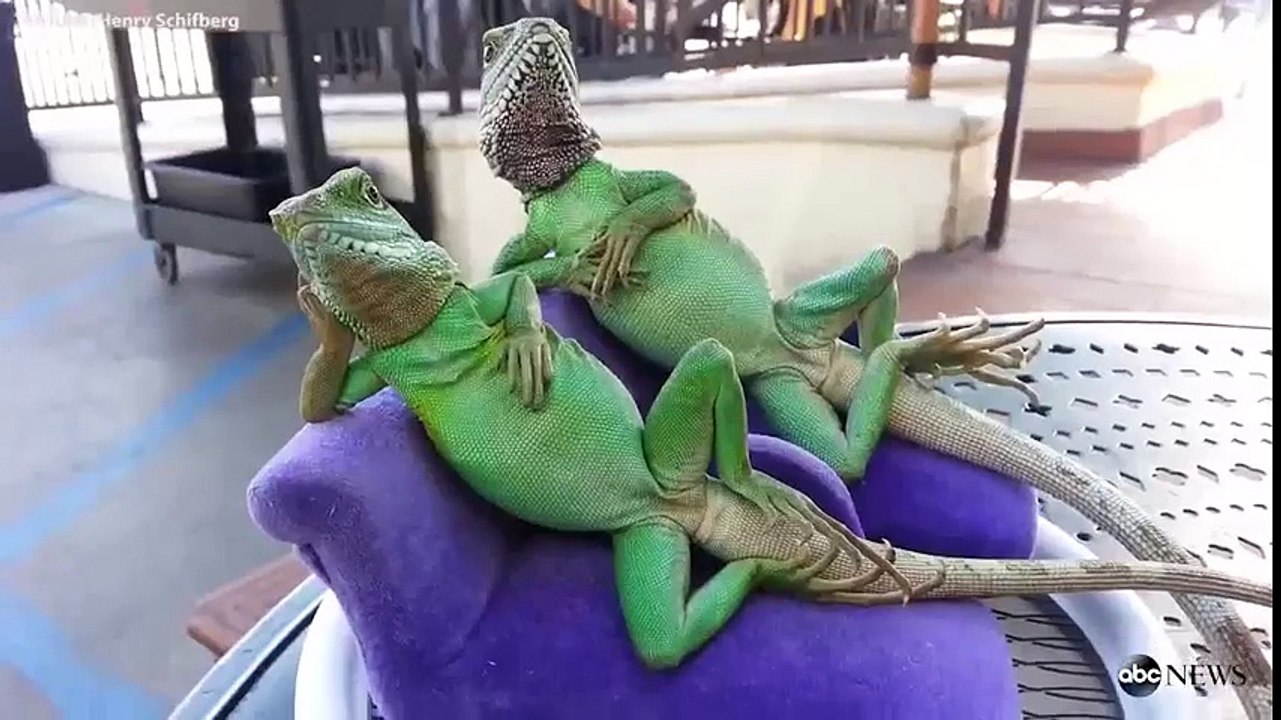 Chilling Lizards