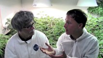 How to Grow Organic Cannabis Indoors