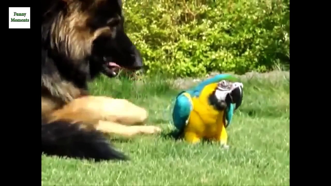 Funny Parrots Annoying Dogs 2016 [NEW HD]