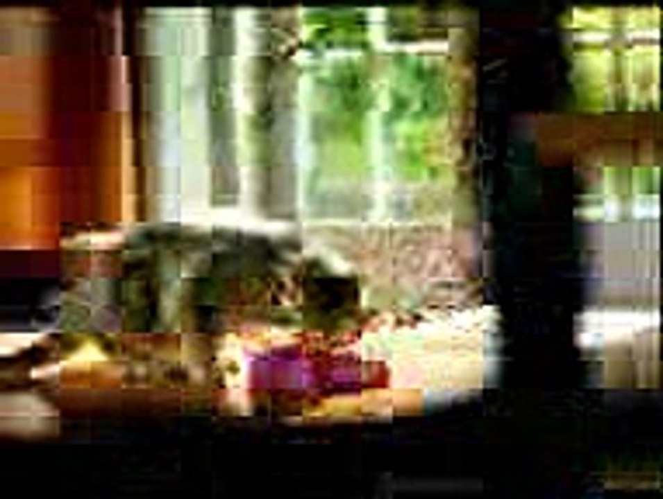 Funny Cat mouse Dancing clips
