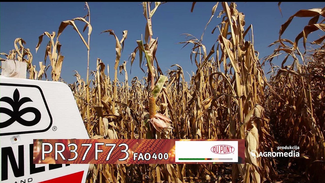 Pioneer hibrid - PR37F73