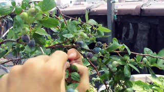 Blueberry Mojito - Brooklyn Rooftop Garden Recipes