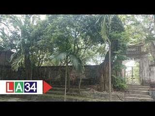 Xung đột xoay quanh chuyện "cây sưa trăm tỷ" | LATV