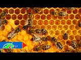 Làm giàu nhờ nuôi ong lấy mật | LTV