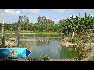 Làm giàu từ mô hình VAC tổng hợp | HDTV