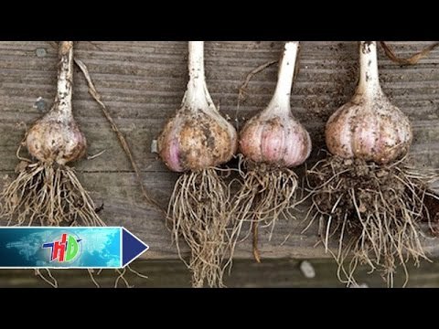 Phòng trừ bệnh hại trên cây hành, tỏi | HDTV