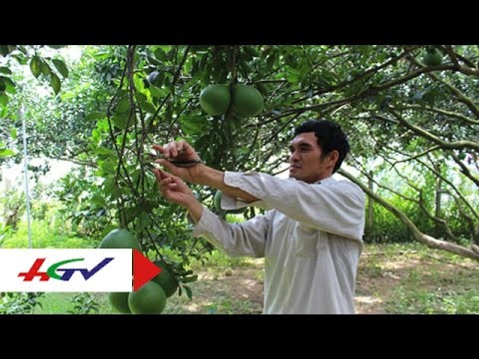 Hướng dẫn tỉa cành và tạo tán trên cây bưởi | HGTV