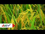 Những biện pháp chăm sóc lúa khỏe thời đầu vụ | HGTV