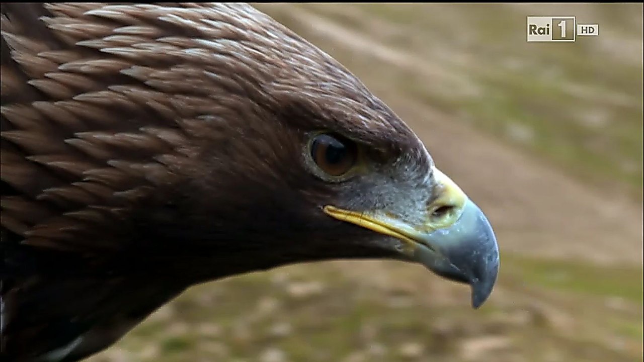 AQUILA REALE - da Passaggio a Nord Ovest - Fair Use/Fine didattico-divulgativo - no profit -