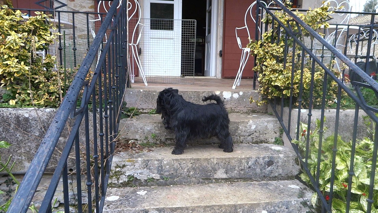 Schnauzers nains poivre et sel De La Forêt Enchantée 2016 - 7 semaines