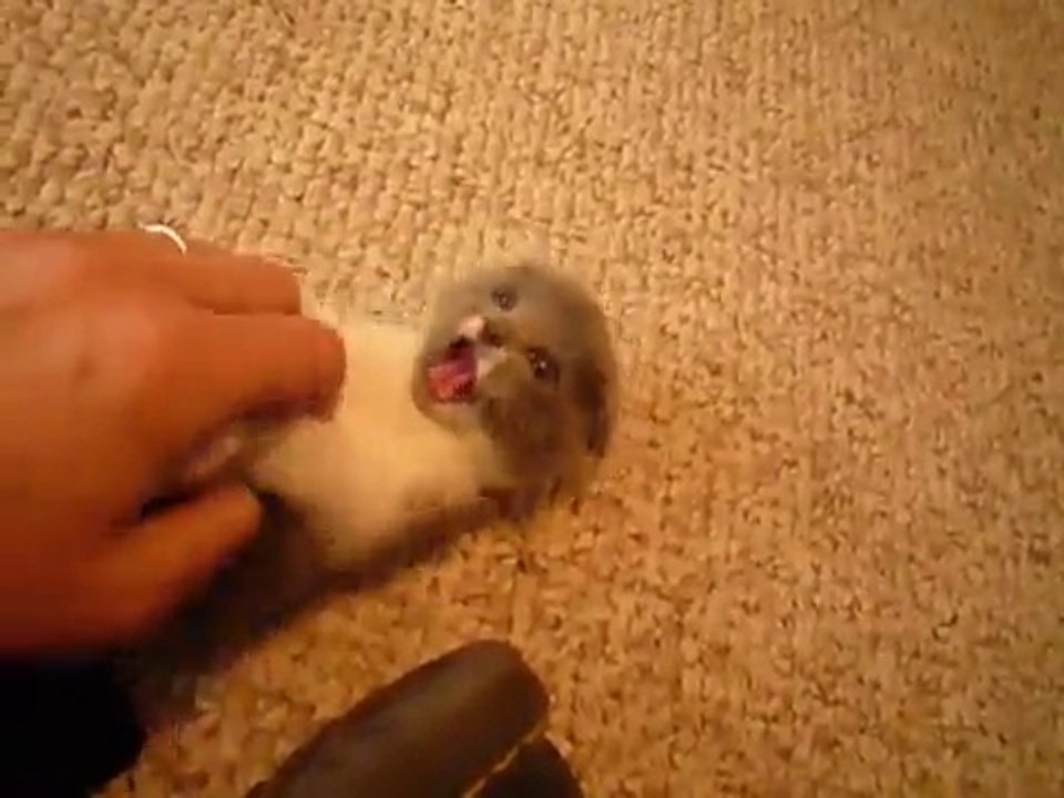 funny divertido animales