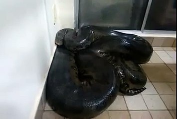 Download Video: Cet homme trouve un serpent géant dans son salon et l'animal va essayer de le mordre