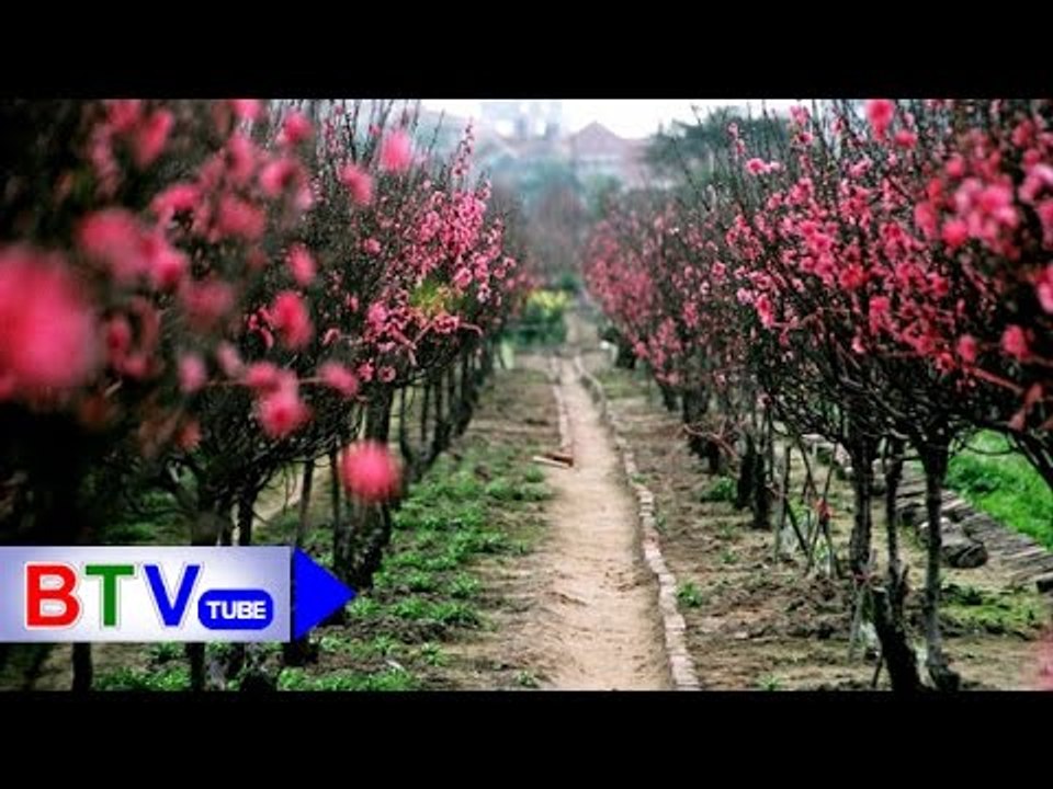 Khúc xuân | BTV