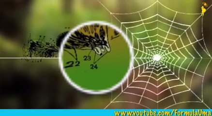 Почему пауки не попадают в свои сети мультфильмы для умных детей Формула Ума!