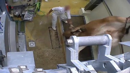 L'abattoir Bio, un abattoir comme les autre
