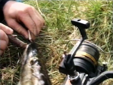 Spécial pêche du brochet