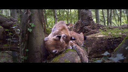 Seasons / Les Saisons (2016) - Trailer (English Subs)