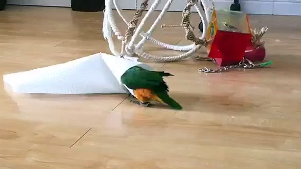 This Bird Has An Unhealthy Obsession With Paper Towels. And It's So Cute.