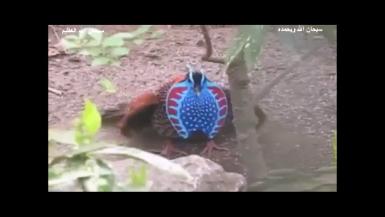 عجائب مخلوقات الله