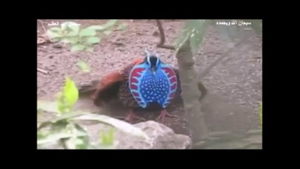 عجائب مخلوقات الله