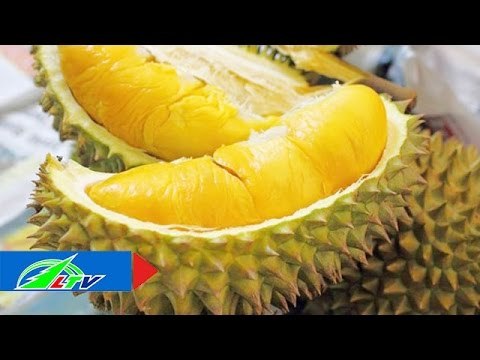 Bí quyết chọn sầu riêng ngon | LTV