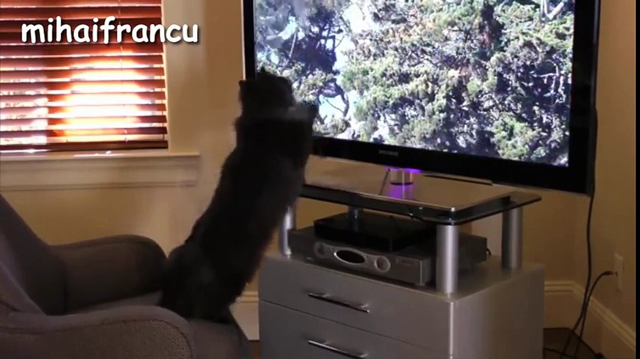 Funny Cats - A Funny Cat Videos Compilation 2015