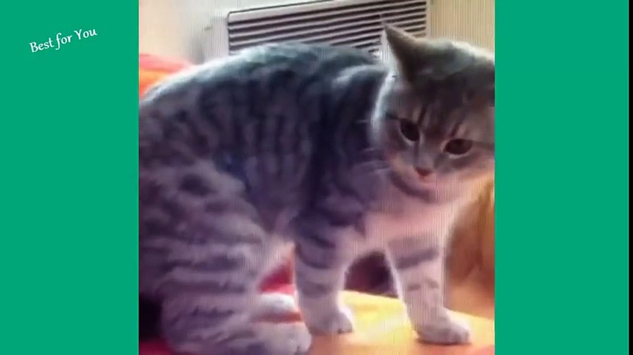 Funny Cats Vine Compilation 2015