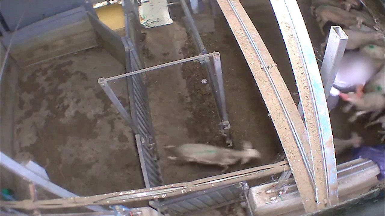 Les violentes images tournées dans l’abattoir du Vigan