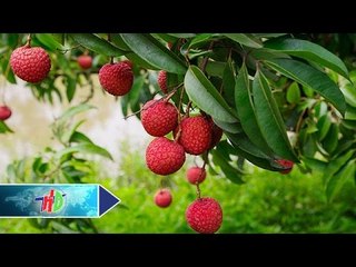 Khẩn cấp phòng trừ sâu bệnh "tấn công" vải thiều | HDTV