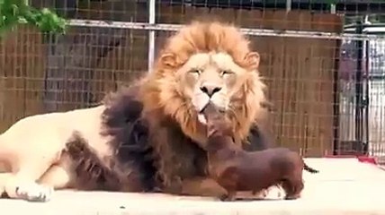 Dogs Fans--This is one brave little sausage dog!