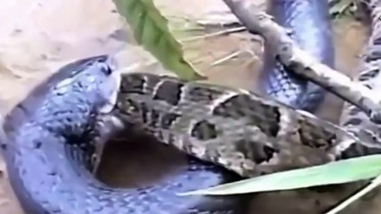 El Rey Cobra Vs Serpiente Pitón, Increíble Mortal Lucha A Muerte - 2016