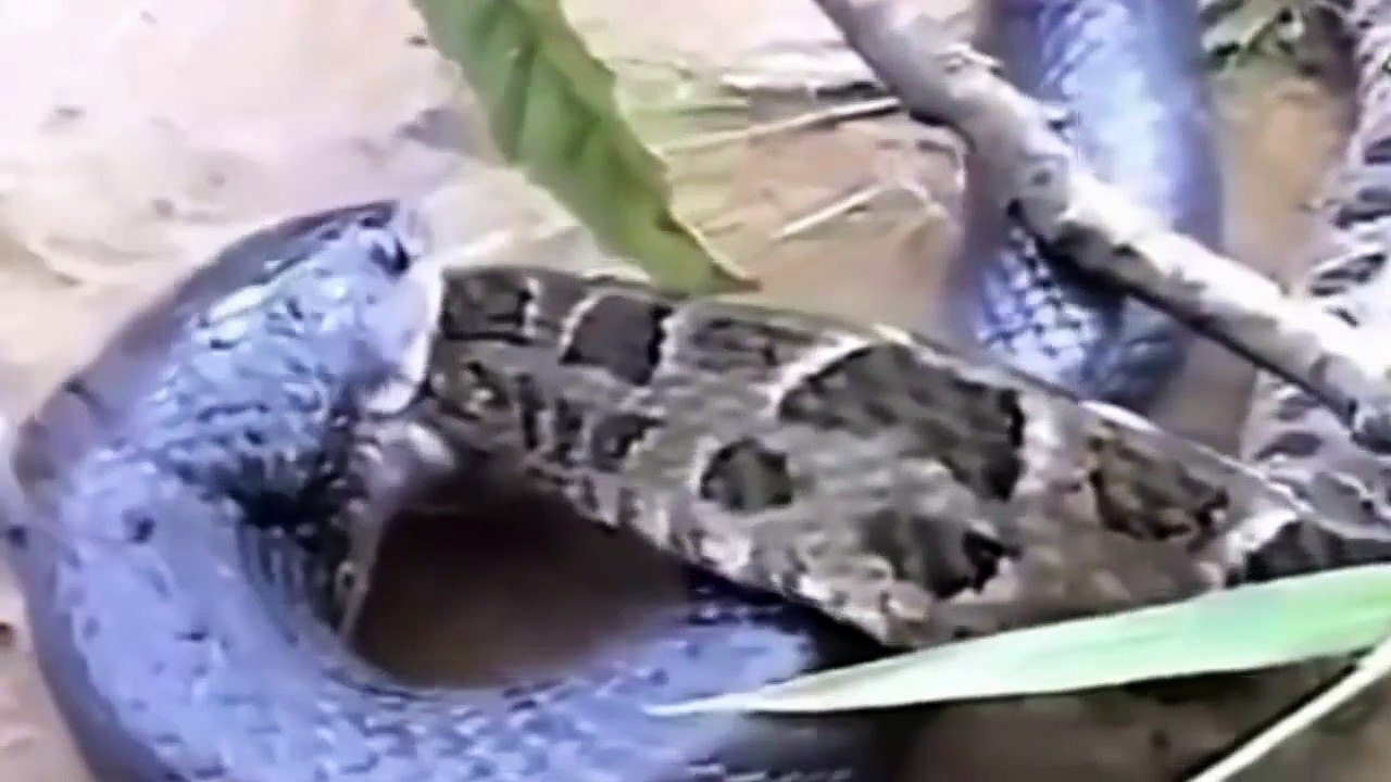 El Rey Cobra Vs Serpiente Pitón, Increíble Mortal Lucha A Muerte - 2016