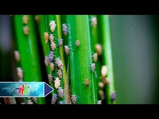 Phòng trừ rầy nâu: Nỗi lo muôn thuở! | HDTV