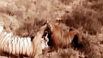 Tigre siberiano vs Tigre de Bengala, las Técnicas de Combate _-_ Animal Lucha 2016 - 2016