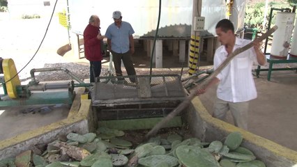 Cette entreprise mexicaine fabrique du biogaz à partir de cactus