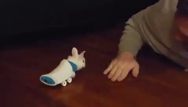 Cute paralized Rabbit uses mini skateboard to move along! Cute Bunny!