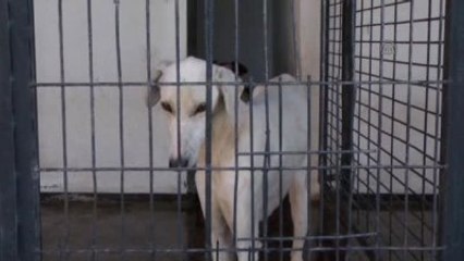 Sokak ve Barınaklar "Cins Köpek"Lerle Dolu