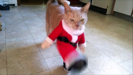 Cat Hates Santa Costume