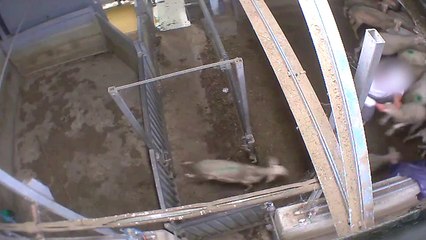 L'abattoir Bio du Vigan en France et ses atrocités envers les animaux